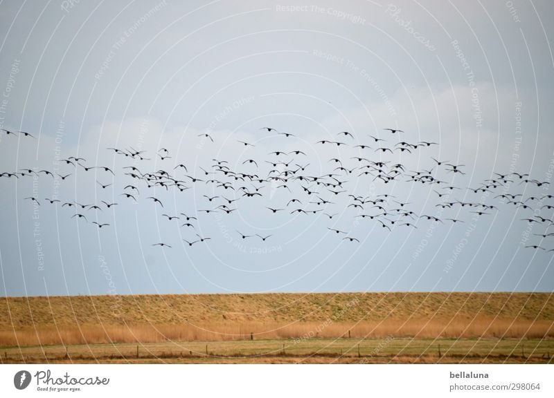 Rømø, it's rustling in the straw. Environment Nature Landscape Plant Animal Earth Sky Clouds Spring Weather Beautiful weather Grass Bushes Moss Wild plant Field