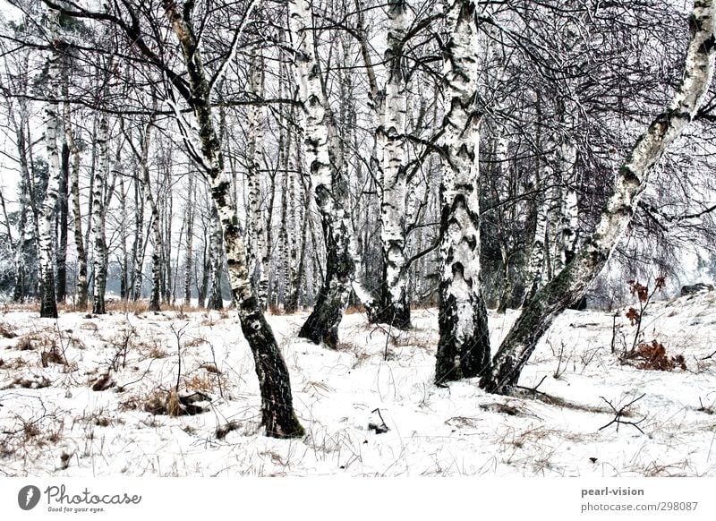 birch grove Landscape Winter Tree Birch tree Birch wood Forest Nature Subdued colour Exterior shot