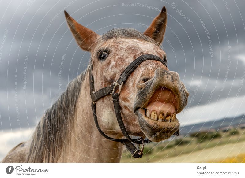 Close up portrait of a free horse Beautiful Face Vacation & Travel Freedom Landscape Animal Sky Clouds Grass Blossom Park Meadow Horse Herd Wild Brown Yellow