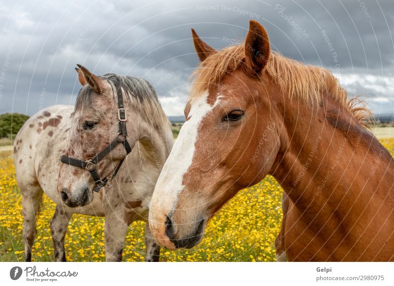 Couple of horses in a sunny day Beautiful Freedom Summer Partner Landscape Animal Sky Clouds Storm Tree Grass Park Meadow Horse Herd Love Thin Wild Brown Green