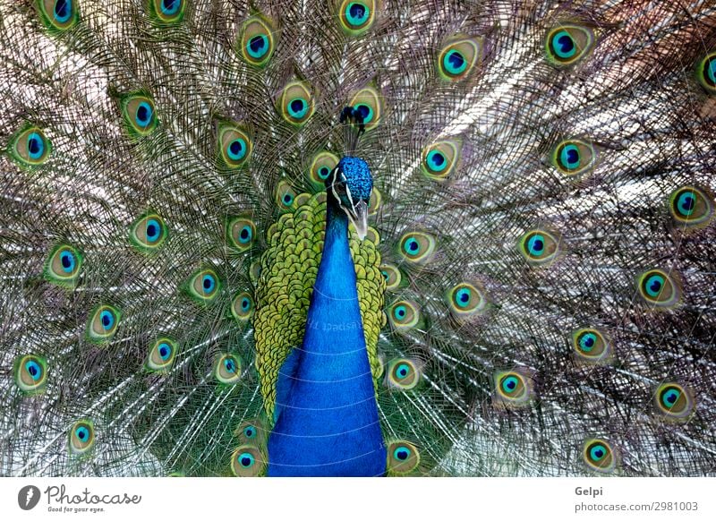 Amazing peacock during his exhibition Elegant Beautiful Man Adults Exhibition Zoo Nature Animal Park Bird Bright Natural Blue Green Turquoise Colour colorful