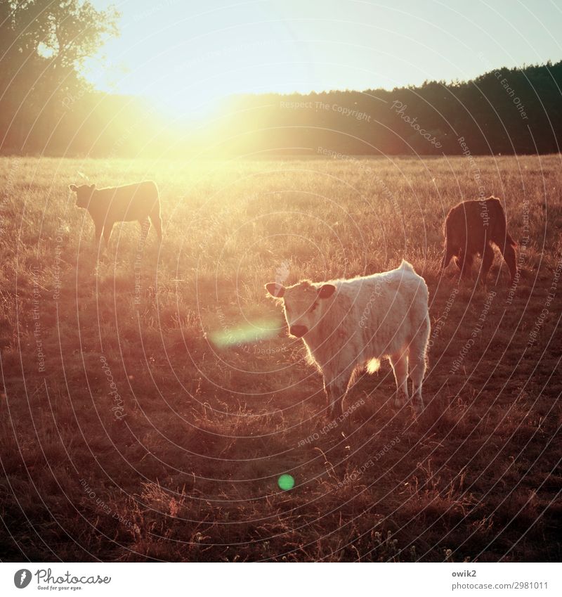 Shag home Horizon Sun Tree Grass Meadow Forest Calf 3 Animal Observe Illuminate Looking Stand Hiking Wait Bright Calm Idyll Contentment Cattle Cattle farming