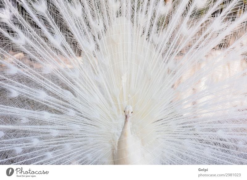 Amazing white peacock opening its tail Elegant Exotic Beautiful Man Adults Zoo Nature Animal Bird Wing Bright Natural Wild White Romance Pride Colour Pure