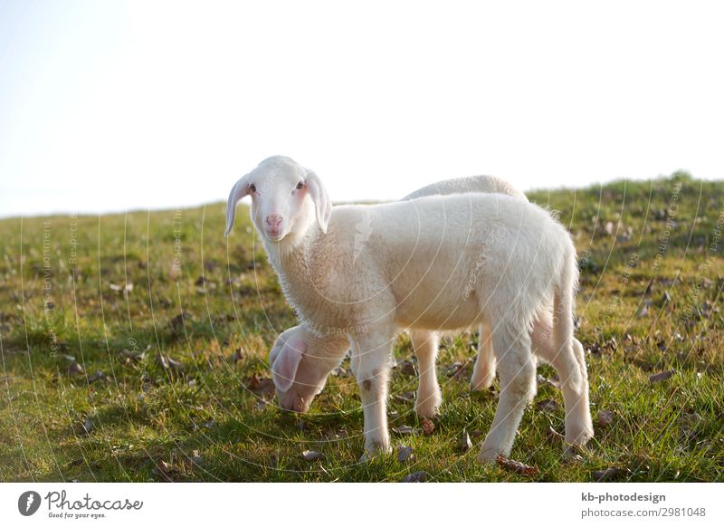 Two young lambs on a meadow Nature Animal Pelt Sheep 2 Pair of animals Baby animal Jump lamps wool easter Easter Lamb Shave natural mammal sun sunlight