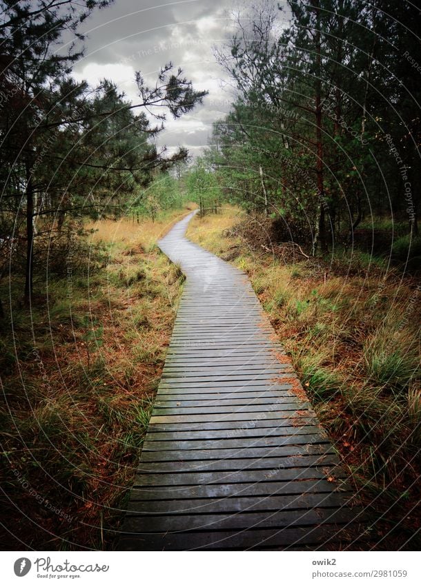 away into nowhere Environment Nature Landscape Plant Clouds Horizon Autumn Tree Grass Bushes Forest Bog Marsh Pietzmoor Luneburg Heath Lanes & trails