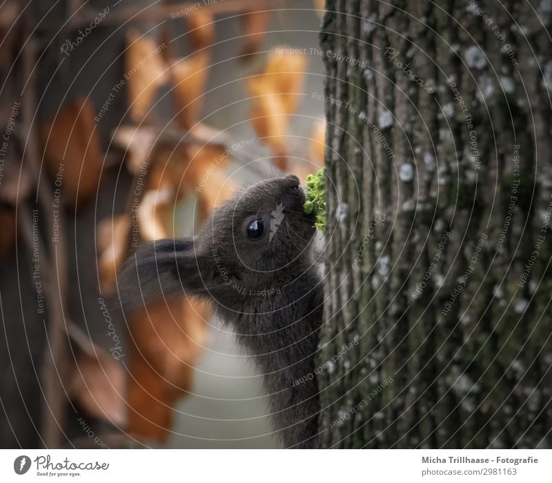 Young squirrel with fresh green Nature Animal Sunlight Beautiful weather Tree Leaf Forest Wild animal Animal face Pelt Squirrel Head Eyes Ear Muzzle Nose 1