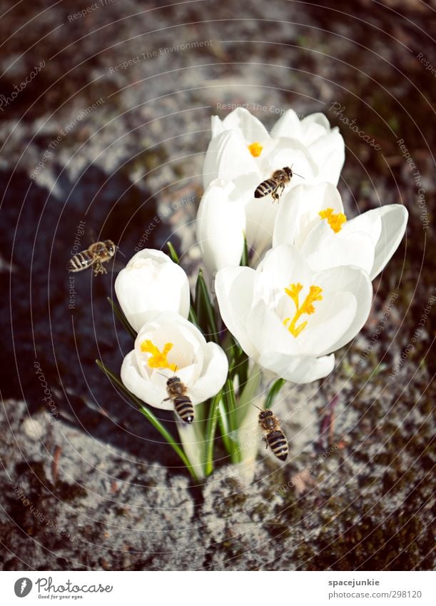 happiness of bees Environment Nature Plant Blossom Garden Park Animal Farm animal 4 Group of animals Discover Flying Green White Spring fever Crocus Bee