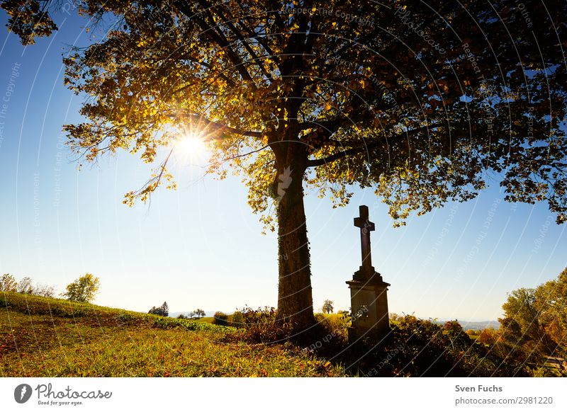 Cross under a tree with autumn leaves in back light Summer Sun Nature Landscape Horizon Spring Autumn Tree Grass Leaf Meadow Field Blue Yellow Green Red Hope