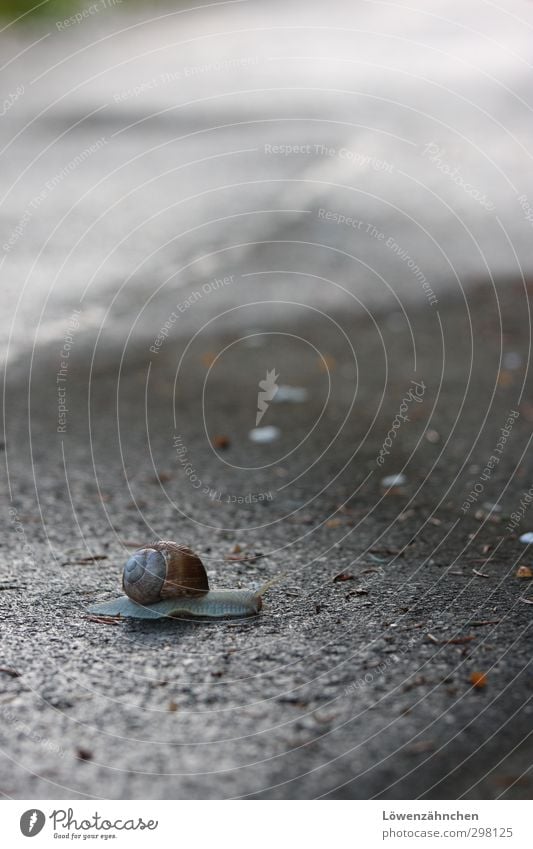 Green please! Blossom leave Fir needle Snail Vineyard snail 1 Animal Movement Cold Small Wet Natural Slimy Gray Emotions Moody Loneliness creep Target