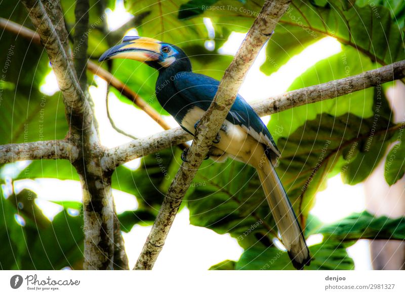 billhorn Vacation & Travel Nature Animal Tree Exotic Bird Crouch Multicoloured Exterior shot