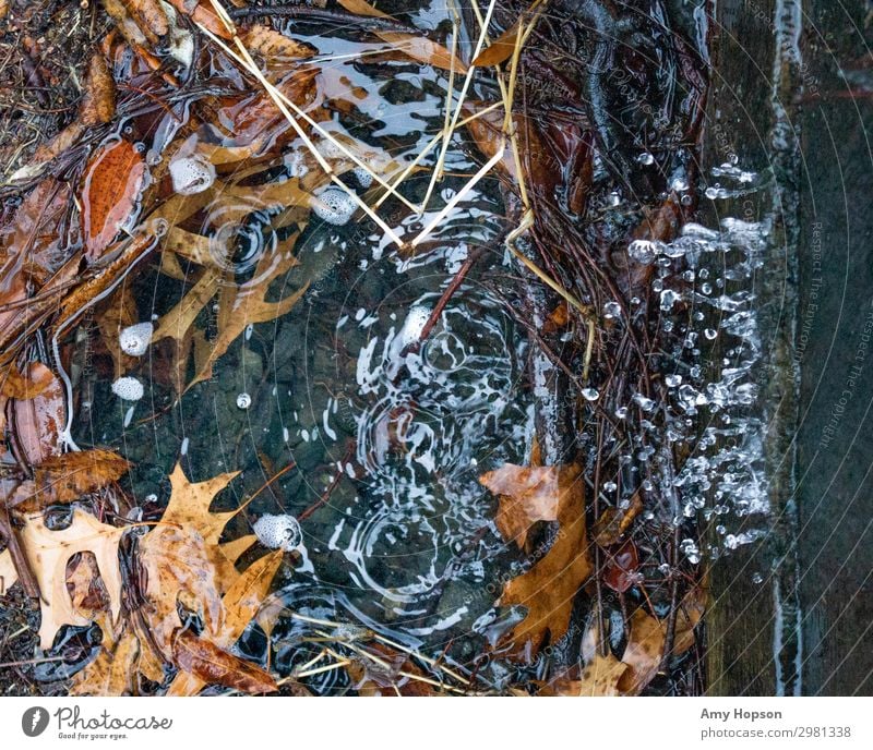 Rain falling into pool of water with wet leaves Environment Nature Water Drops of water Autumn Winter Weather Bad weather Leaf To fall Wet Natural Above Brown