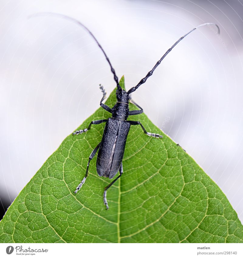 marginal Plant Leaf Deserted Animal Beetle 1 Green Black White Great Oakbuck Rachis Colour photo Exterior shot Close-up Macro (Extreme close-up) Day Contrast