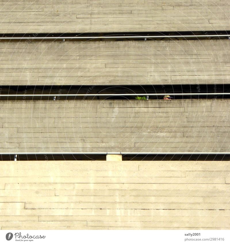 Balconies... balconies Balcony Concrete Concrete construction House (Residential Structure) Facade Gloomy Gray Plant High-rise Architecture Modern Poverty chill