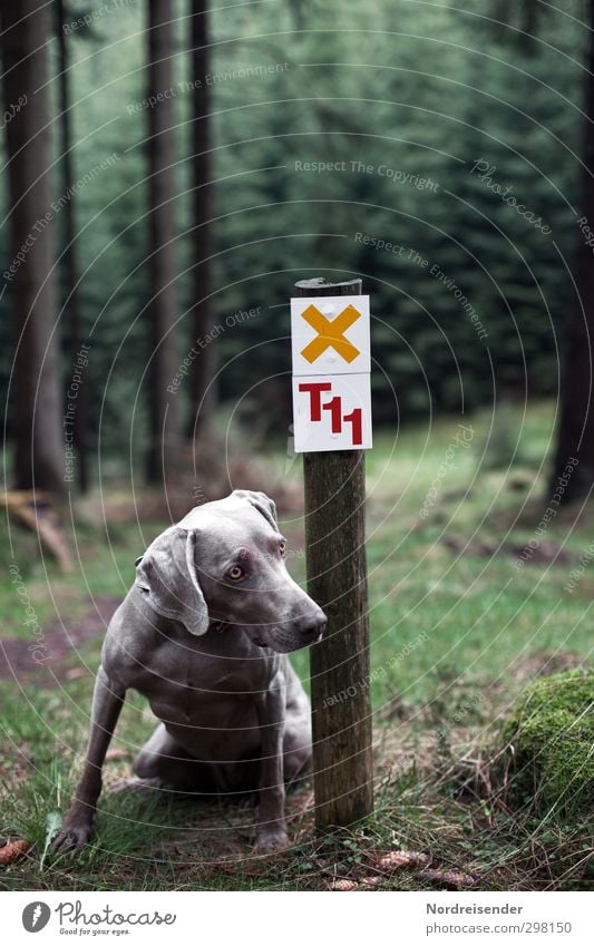 ...Please. Trip Hiking Nature Landscape Forest Lanes & trails Animal Pet Dog 1 Sign Characters Digits and numbers Signs and labeling Signage Warning sign