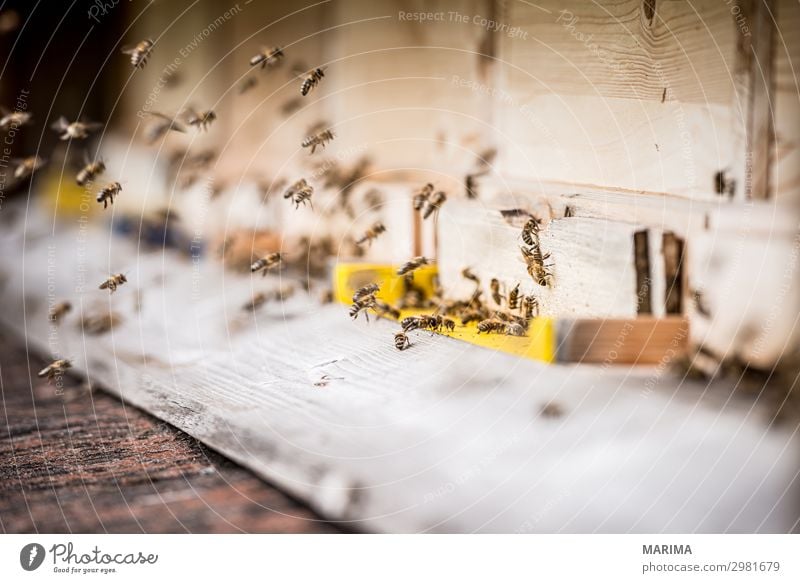 honeybee Nature Animal Farm animal Bee Flock Flying Apis mellifera apoidea Apiformes apidae Apiary Beehive Pollen Real bees Honey bee European honey bee