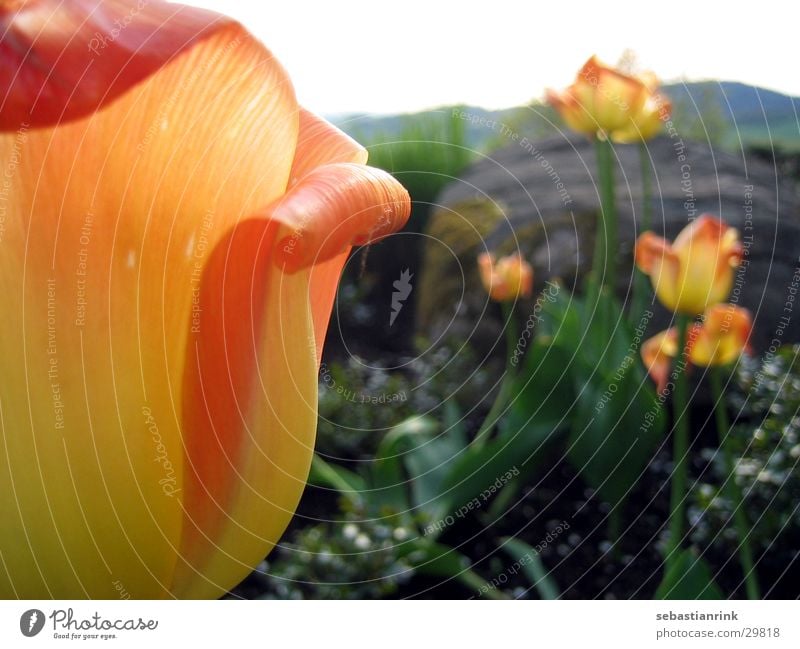 tulip Tulip Flower Yellow Red Plant Orange Stone Nature