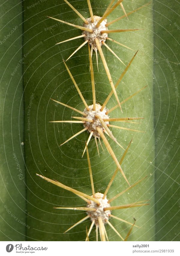 Caution sharp and pointed... Plant Cactus Threat Rebellious Point Green Pierce Dangerous mother-in-law chair Colour photo Exterior shot Macro (Extreme close-up)