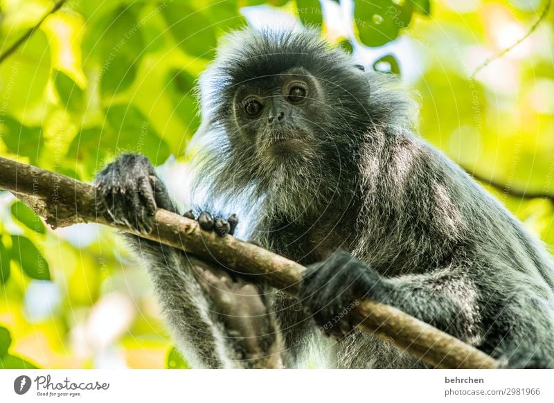 hey little... Vacation & Travel Tourism Trip Adventure Far-off places Freedom Tree Leaf Virgin forest Wild animal Animal face Pelt Monkeys bonnet langurs 1