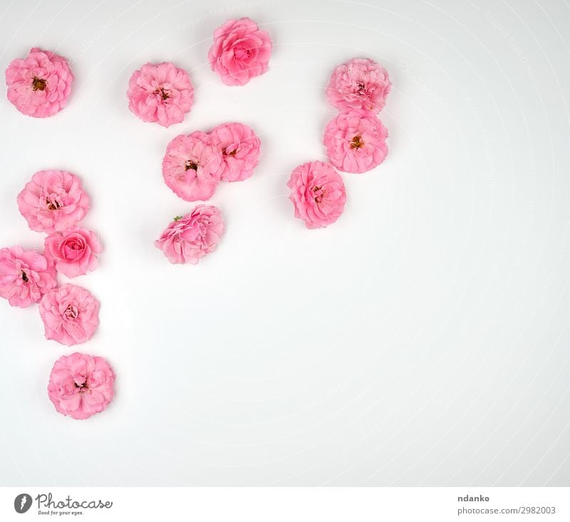 blooming buds of pink roses on a white background Design Beautiful Summer Decoration Feasts & Celebrations Wedding Nature Plant Flower Blossom Blossoming Fresh