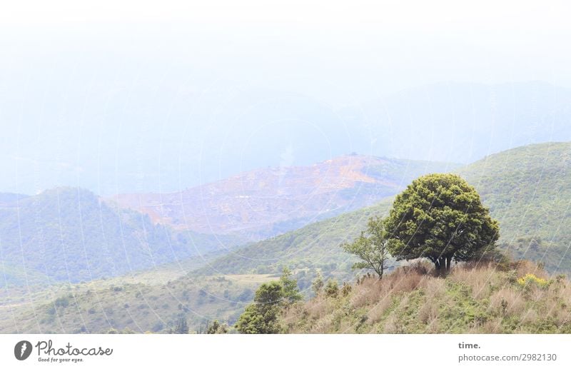 dream tree Environment Nature Landscape Sky Horizon Beautiful weather Tree Grass Hill Mountain Pyrenees Pyrenees-Orientale Joie de vivre (Vitality)