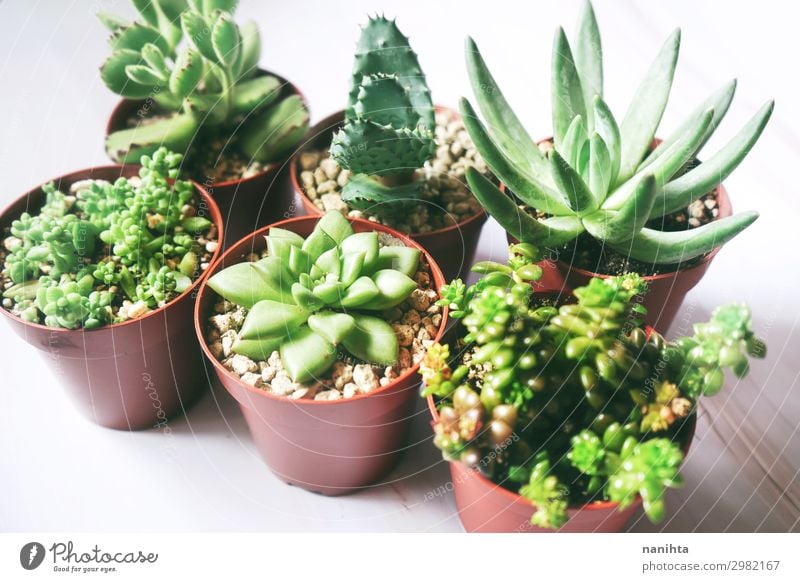 Six green exotic and rare succulent plants Nature Plant Flower Leaf Pot plant Exotic Succulent plants echeveria cremnosedum little gem Aloe aloe ferox cotyledon