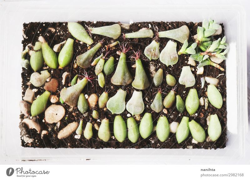 Leaves of succulent plants with growing roots. Environment Nature Plant Earth Rose Leaf Exotic Succulent plants echeveria graptoveria Sedum Crassula Root