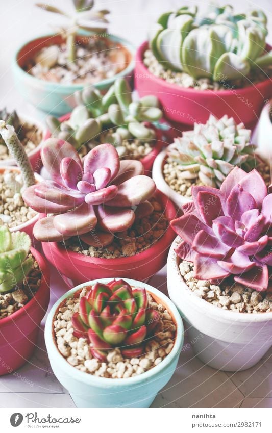 Beautiful mix of colorful succulent plants Nature Plant Flower Leaf Pot plant Exotic Succulent plants echeveria Sedum Crassula cotyledon Decoration graptoveria