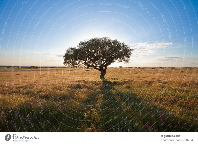 Portugal - Algarve - Landscape Tree Sunset Shadow Back-light Silhouette Highway a2 Vacation & Travel Travel photography Idyll Card Tourism Paradise Nature