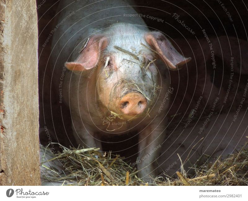 happy pigs Straw Barn pigsty Animal Farm animal Animal face Swine Swinishness Agriculture Organic farming 1 Dirty Happiness Healthy Happy Cuddly Sustainability