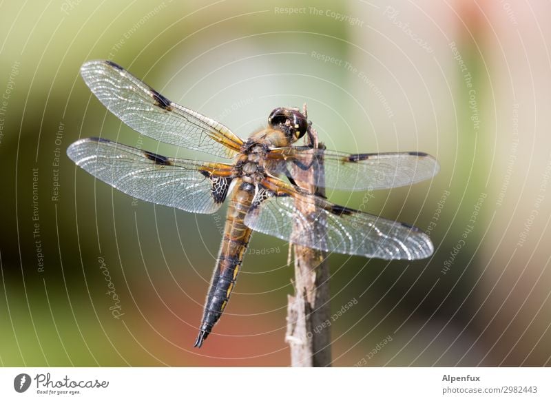 nitwit Animal Wild animal Wing Dragonfly Dragonfly wings Observe Flying To feed Wait Love of animals Beginning Freedom Dream Pond Colour photo Exterior shot Day