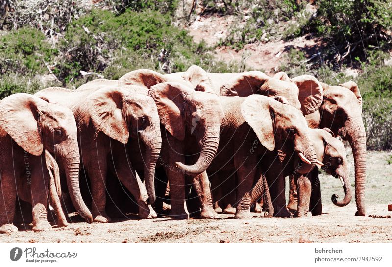 horn section Free Wild Animal Africa Nature Animal portrait Sunlight Contrast Light Colour photo Exterior shot Close-up Deserted Day addo elephant national park