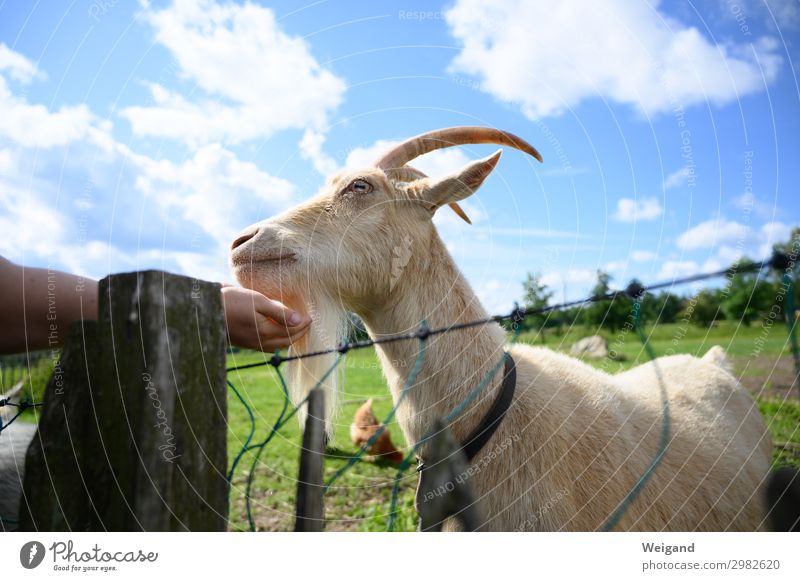 goatee Eyes Sky Discover Painting (action, work) Idyll Vacation & Travel Goats Zoo Farm Country life Feeding Colour photo Exterior shot Wink