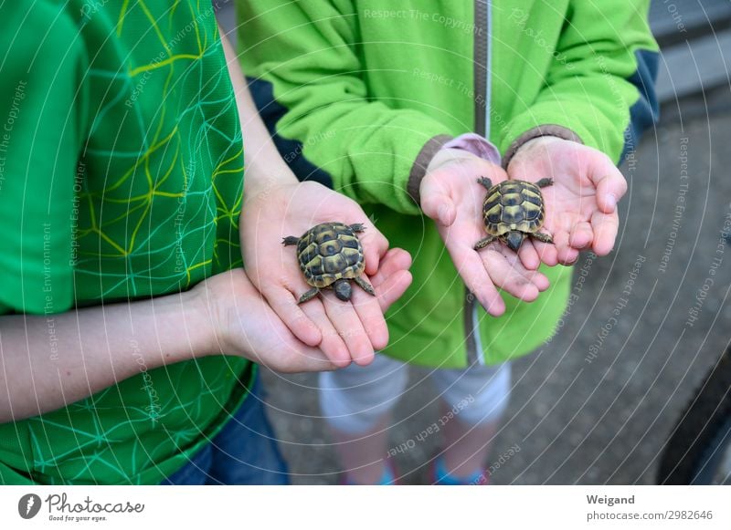 gang of turtles Animal Pet To enjoy Painting (action, work) Love of animals Turtle Child Kindergarten Colour photo Exterior shot