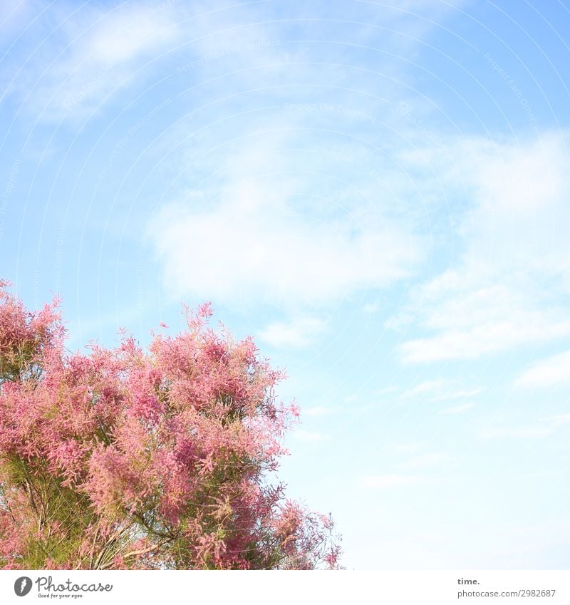 Airy Cloud Horse. Sky Clouds Beautiful weather Tree Blossoming Growth Blue Pink Joie de vivre (Vitality) Romance Life Curiosity Esthetic Movement Discover