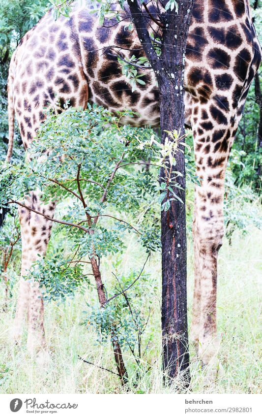 steadfast Animal portrait Sunlight Contrast Light Day Deserted Impressive Tree trunk Colour photo Exterior shot Detail Pattern Legs great Wanderlust Wilderness