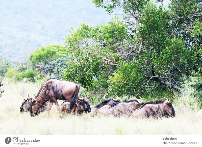 wildbeasts Animal protection Deserted Close-up Fierce animal Safari South Africa Love of animals Colour photo Wanderlust Exceptional Fantastic Wild Light