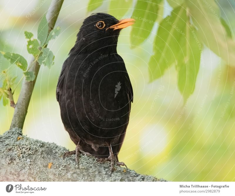 Blackbird in the sunshine Nature Animal Sunlight Beautiful weather Tree Leaf Twigs and branches Wild animal Bird Animal face Wing Claw Head Beak Eyes Feather