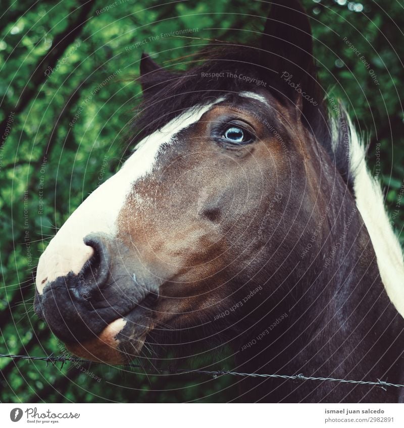 brown horse portrait with blue eye in the farm Horse Brown Portrait photograph Animal Wild Head Eyes Ear Hair Nature Cute Beauty Photography Elegant Rural