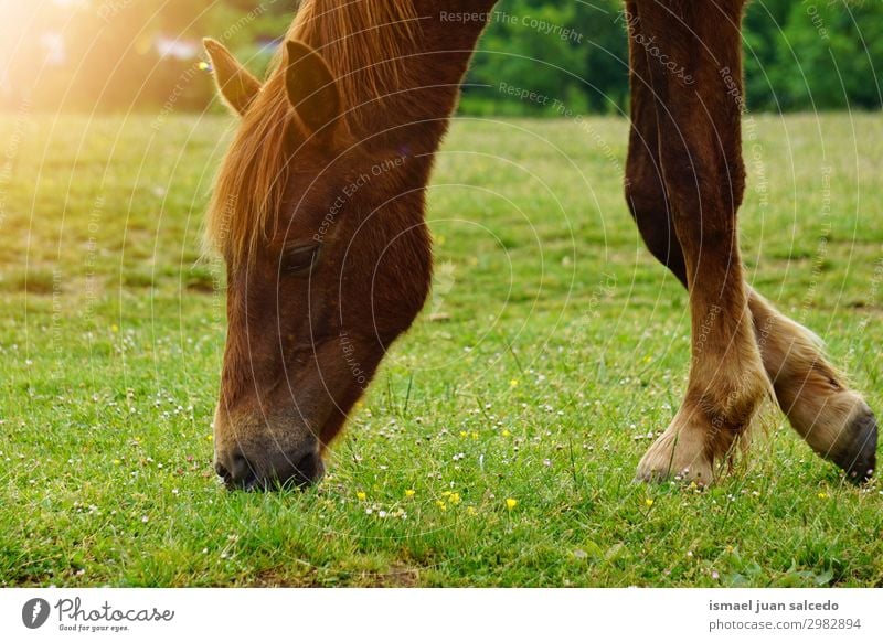 brown horse portrait in the farm in the nature Horse Brown Portrait photograph Animal Wild Head Eyes Ear Hair Nature Cute Beauty Photography Elegant Rural