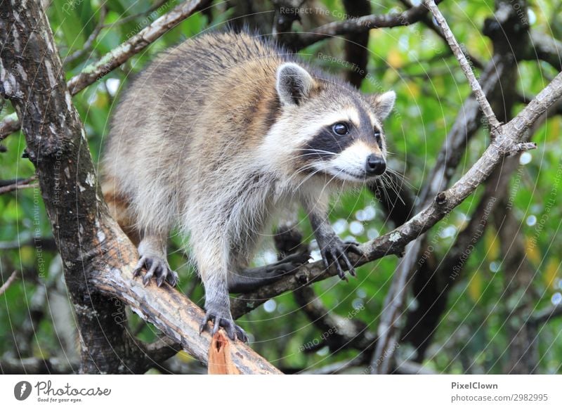 raccoon Vacation & Travel Trip Safari Expedition Environment Nature Plant Tree Bog Marsh Animal Wild animal Animal face 1 Sit Brown Green Tourism Colour photo