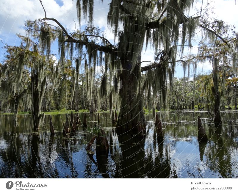 marshes Vacation & Travel Tourism Trip Far-off places Safari Expedition Environment Nature Landscape Plant Animal Tree Moss Wild plant Bog Marsh Growth Green