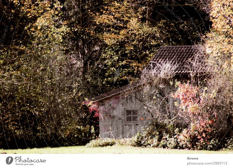 shelter Landscape Autumn Tree Autumn leaves Forest Automn wood House (Residential Structure) Hut Wooden house Window Barn Living or residing Simple Friendliness