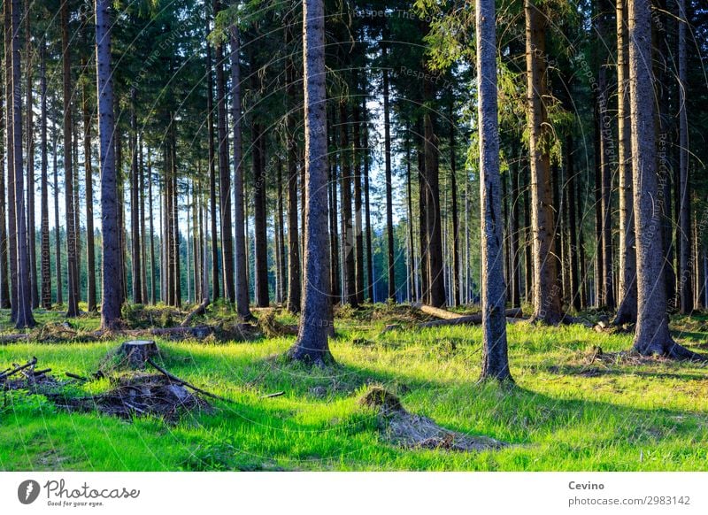 forest Nature Landscape Earth Beautiful weather Forest Hiking Meadow Tree trees Sun To go for a walk Woodground Clearing Forest walk Root Air green meadow Green