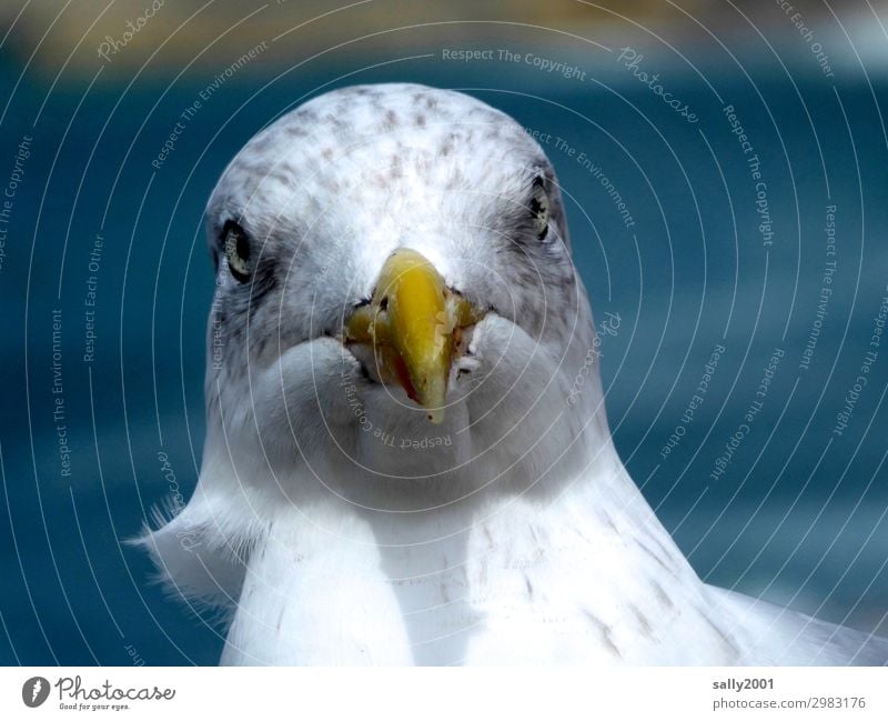 monthly Animal Bird Beak Seagull Gull birds 1 Looking Brash Curiosity Rebellious Point Aggression Wind Colour photo Exterior shot Day Deep depth of field