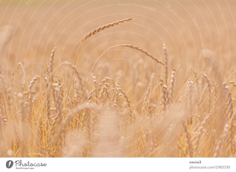 Got the spike Landscape Summer Beautiful weather Warmth Field Sustainability Yellow Gold Spelt Germany Vegan diet Baden-Wuerttemberg Cornfield Grain Grain field