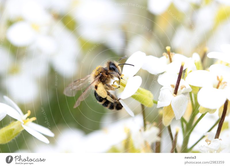 Bee collects pollen Pollen Insect Blossom Flower Macro (Extreme close-up) Honey bee Garden Nectar Animal Nature Spring pollen panties Insect repellent