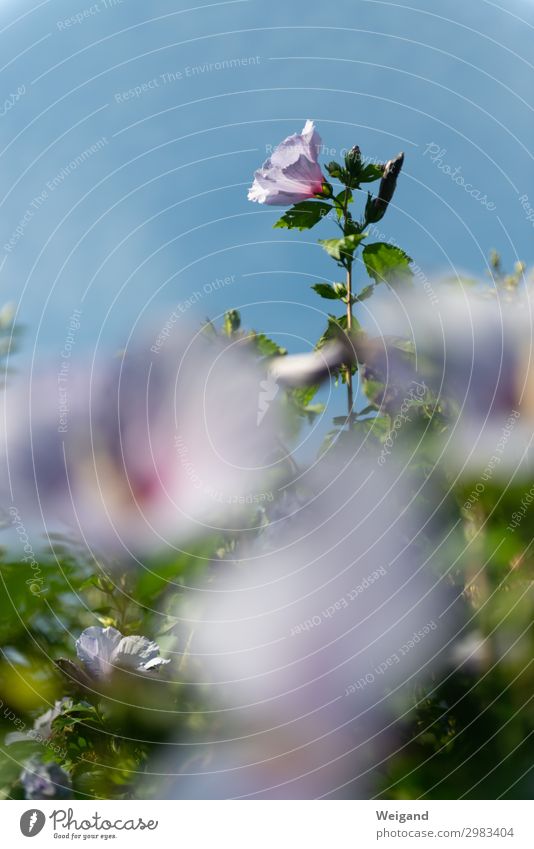 flower peaks Beautiful Relaxation Fragrance Mother's Day Soft Dream Birthday Benediction Flower Garden Summer Blossom Colour photo Exterior shot Copy Space top