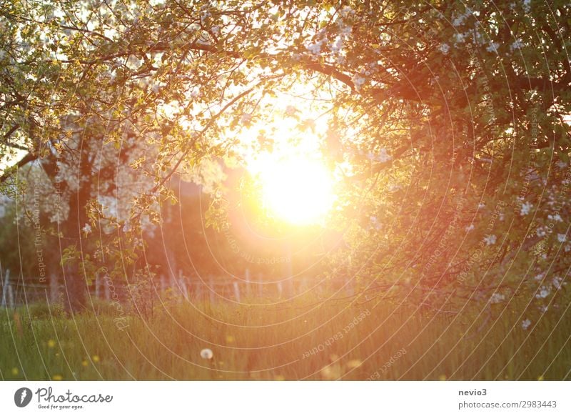 Old apple trees in a warm light Environment Nature Landscape Sun Sunrise Sunset Sunlight Summer Tree Flower Grass Meadow Beautiful Yellow Green