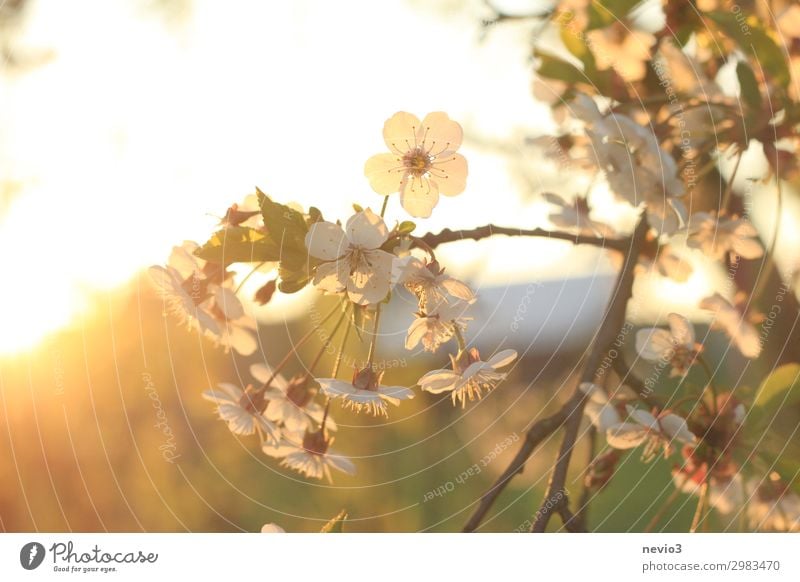 summer flowers Environment Nature Sun Sunrise Sunset Sunlight Summer Beautiful weather Tree Yellow Gold Joie de vivre (Vitality) Spring fever Blossom