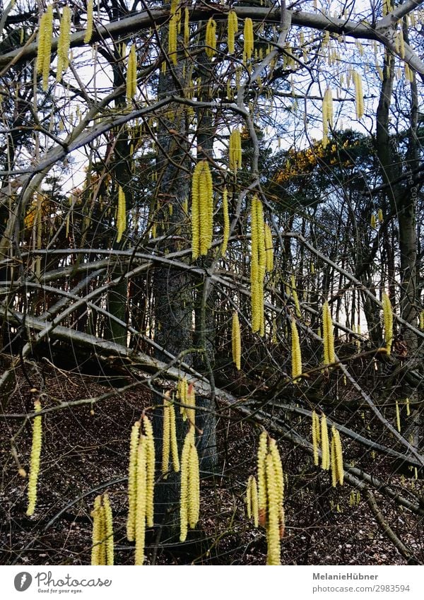 Hazelnut Blossom Tree Bushes Yellow Pollen Blossoming Spring Colour photo